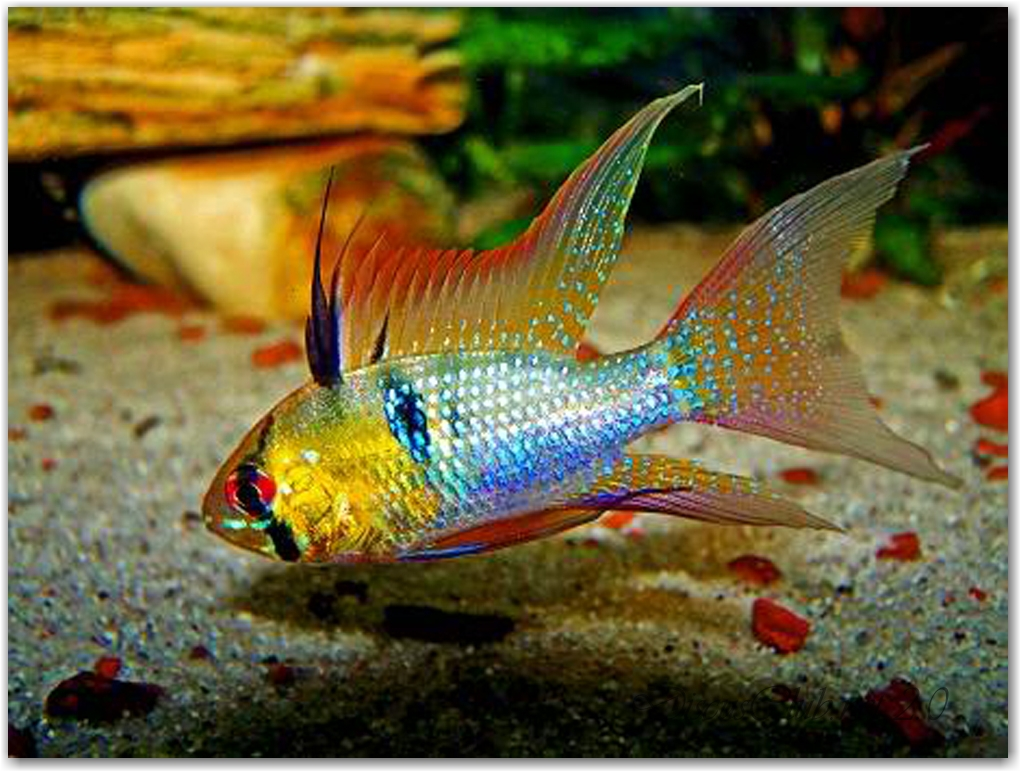 Sommerfuglecichlide long fin Ramirez (Papiliochromis ramirezi)